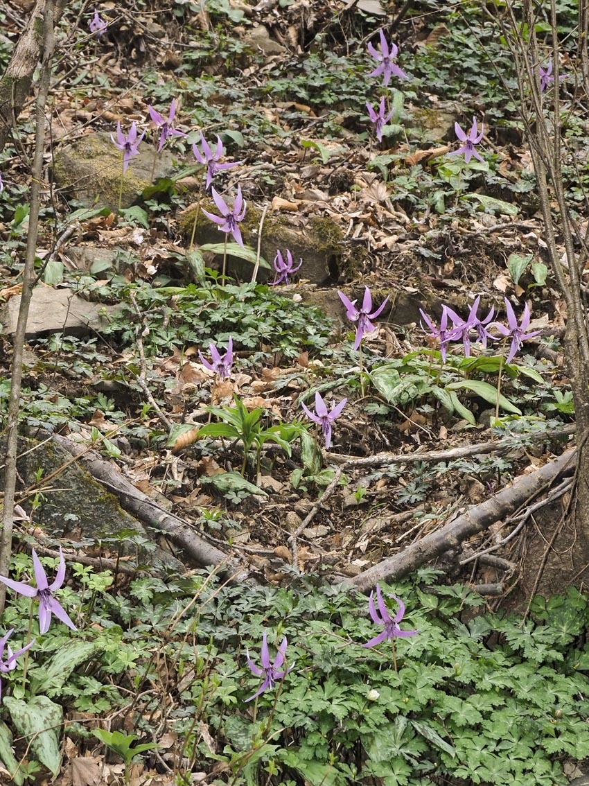 筑波山のスプリング エフェメラル 自然観察大学ブログ