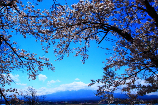 29年4月の富士(32) 桜満開の富士　_e0344396_21315633.jpg
