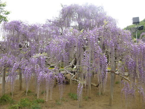 群馬、栃木、花まちトライアングル_d0268697_15355933.jpg