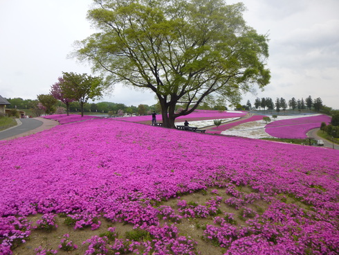 群馬、栃木、花まちトライアングル_d0268697_15452134.jpg