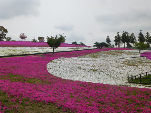 群馬、栃木、花まちトライアングル_d0268697_15463285.jpg