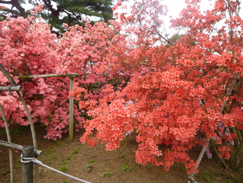 群馬、栃木、花まちトライアングル_d0268697_15555871.jpg