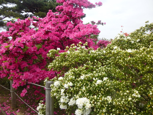 群馬、栃木、花まちトライアングル_d0268697_15591211.jpg