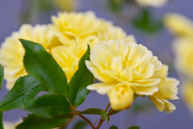 お庭で見つけてね〜ロンドンで購入したガーデン・オーナメント&黄モッコウ薔薇咲きました。_e0346002_19464768.jpg