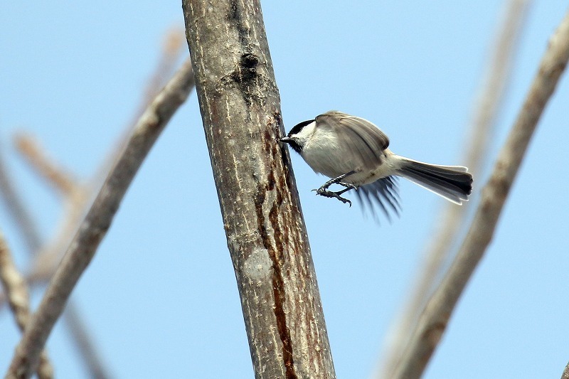 冬の道東　ハシブトガラのホバ_c0180204_23200600.jpg