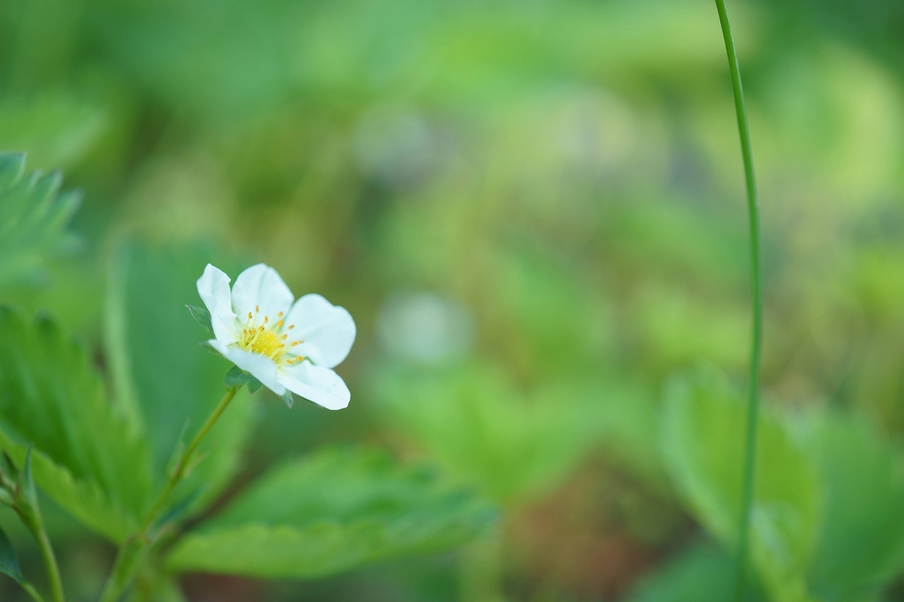 ご近所花壇もどんどん花が増える～前編_b0225108_21361284.jpg