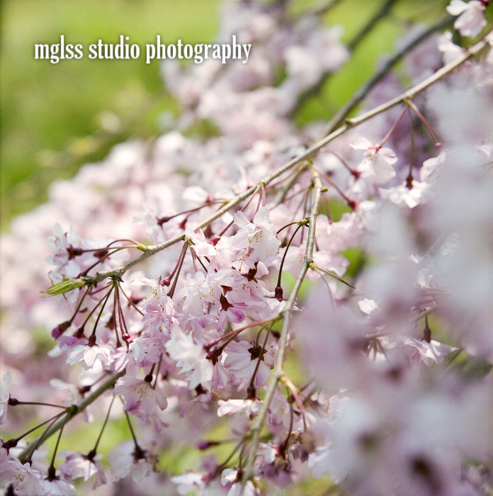 Rolleiflex 2 8f Parwalzar No2の試写 大仙公園と靭公園の桜 Mglss Studio Photography Blog