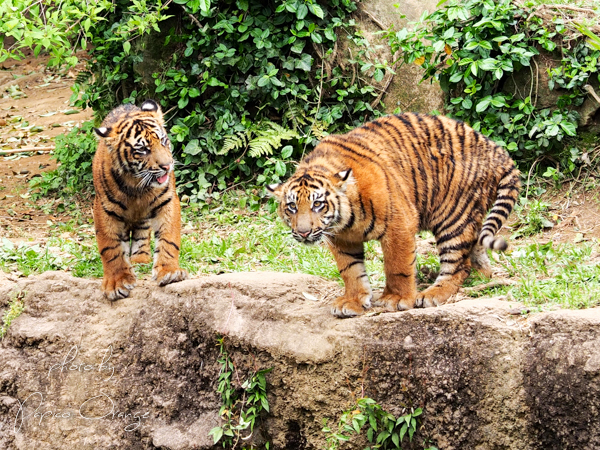 よこはま動物園ズーラシア　４月２６日の２コトラ_f0321610_23313326.jpg