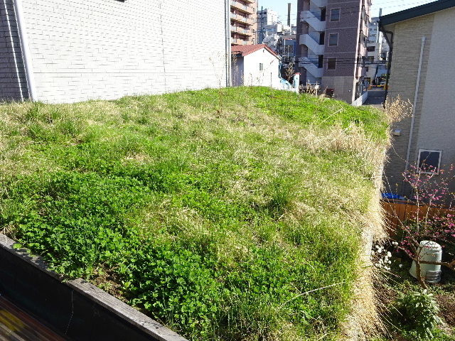 今年の屋上緑化と春の中津川_f0105112_465663.jpg
