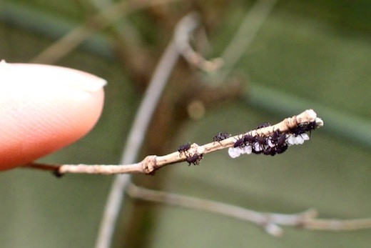 シリアゲアリと モミジニタイケアブラムシ 尻上蟻と 紅葉二態毛油虫 世話要らずの庭