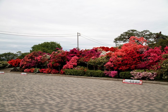 17 館林つつじが岡公園開花状況 私の鳥撮り散歩