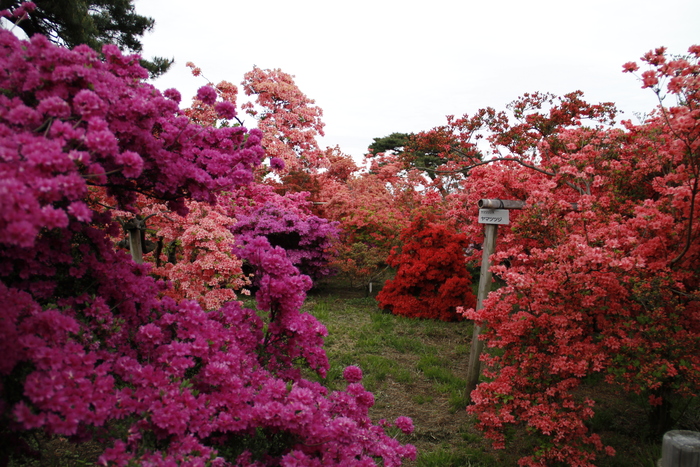 17 館林つつじが岡公園開花状況 私の鳥撮り散歩