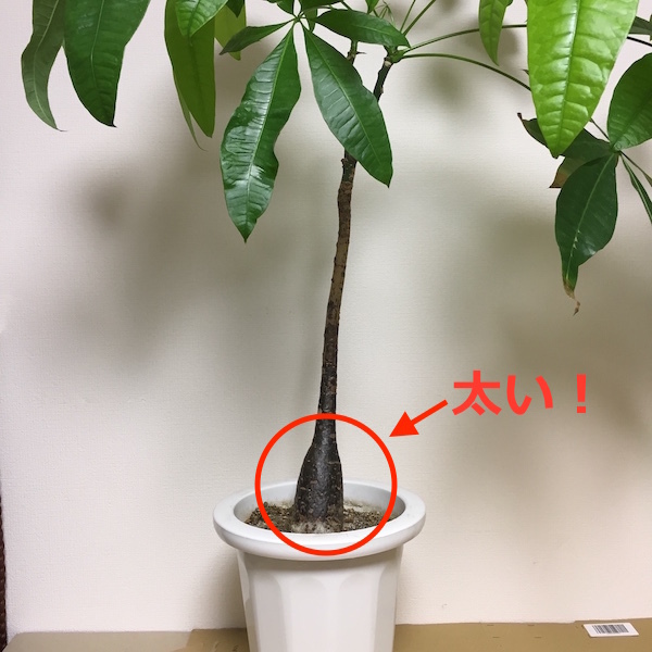 パキラの実生株get の巻 ぱぴぷぺぺの植物とか日々つぶやき