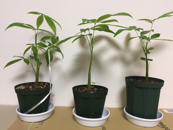 パキラの実生株get の巻 ぱぴぷぺぺの植物とか日々つぶやき