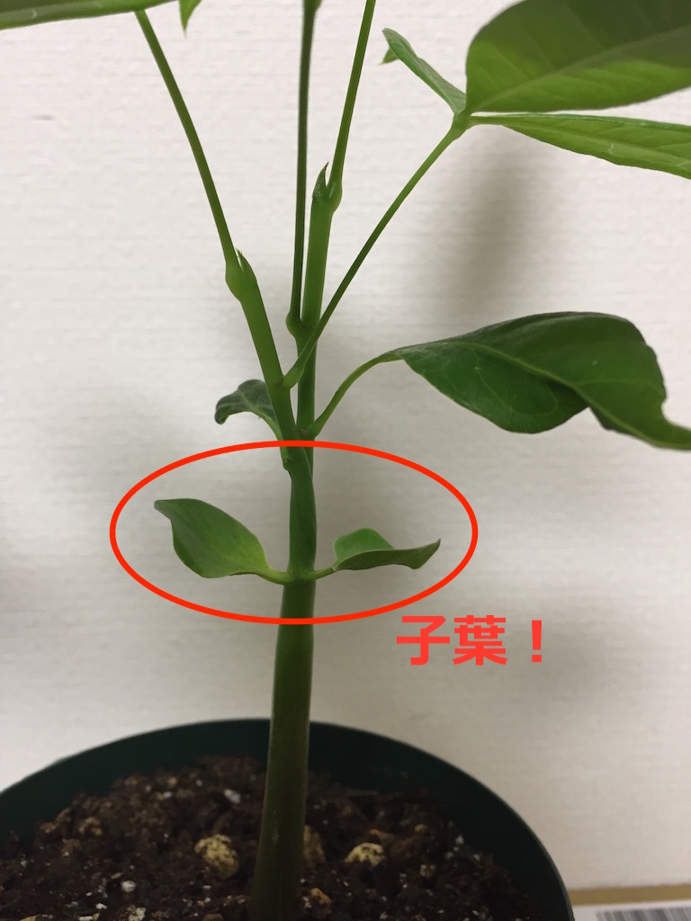 パキラの実生株get の巻 ぱぴぷぺぺの植物とか日々つぶやき