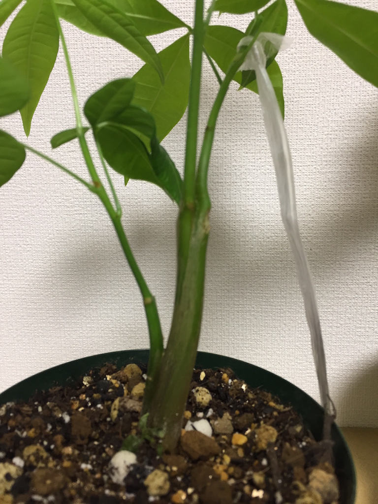 パキラの実生株get の巻 ぱぴぷぺぺの植物とか日々つぶやき