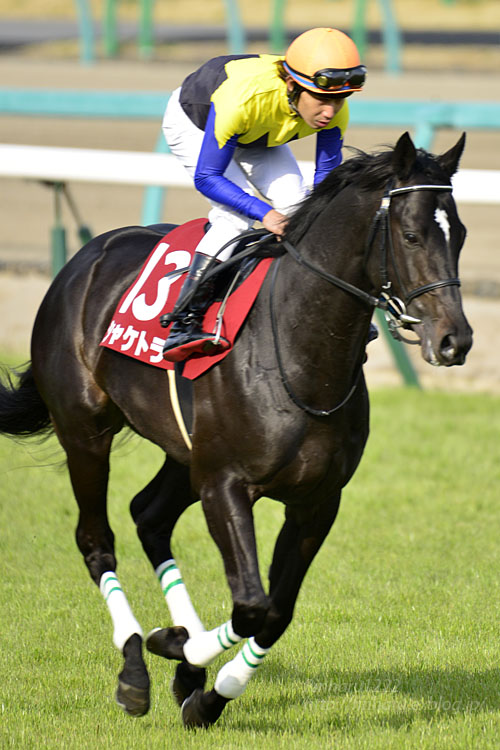 2017.3.25 中山競馬場☆日経賞☆シャケトラ【Thoroughbred】_f0250322_104273.jpg