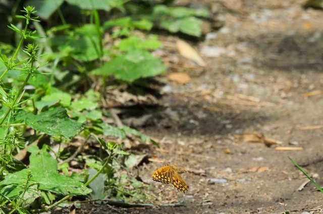 c0369423_20163399.jpg