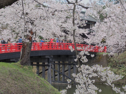 弘前公園の桜*2017.04.27_b0147224_0412134.jpg