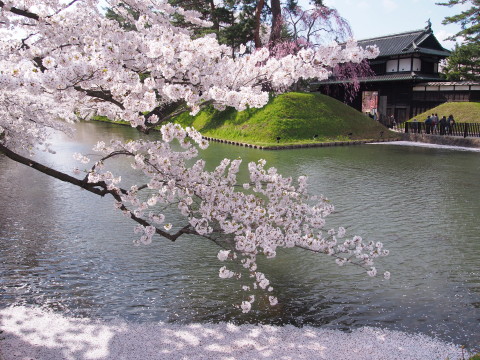 弘前公園の桜*2017.04.27_b0147224_0431448.jpg