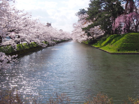 弘前公園の桜*2017.04.27_b0147224_044859.jpg