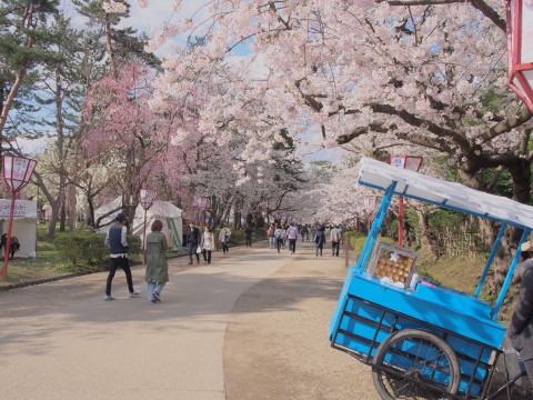 弘前公園の桜*2017.04.27_b0147224_0454491.jpg