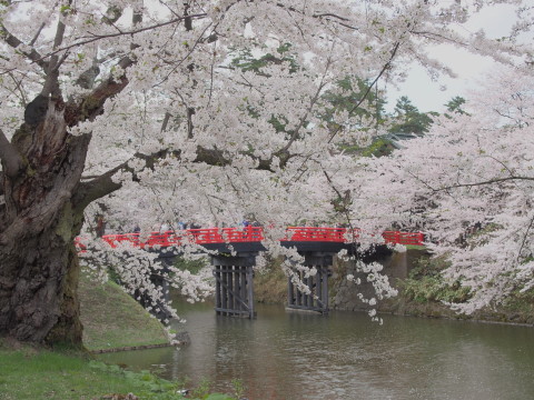 弘前公園の桜*2017.04.27_b0147224_0464789.jpg