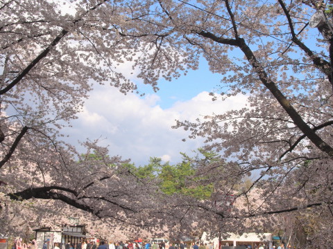 弘前公園の桜*2017.04.27_b0147224_048357.jpg