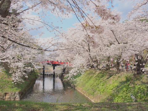 弘前公園の桜*2017.04.27_b0147224_0494289.jpg