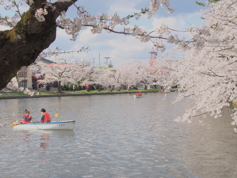 弘前公園の桜*2017.04.27_b0147224_0521744.jpg