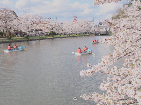 弘前公園の桜*2017.04.27_b0147224_053214.jpg