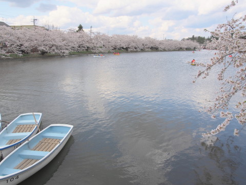 弘前公園の桜*2017.04.27_b0147224_0541033.jpg