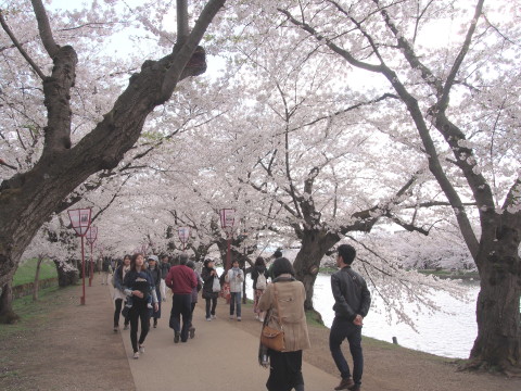 弘前公園の桜*2017.04.27_b0147224_0543212.jpg