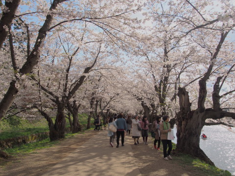 弘前公園の桜*2017.04.27_b0147224_055719.jpg