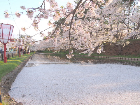 弘前公園の桜*2017.04.27_b0147224_0572345.jpg