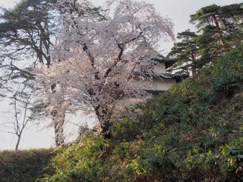 中濠観光舟:弘前公園*弘前さくらまつり_b0147224_22304371.jpg