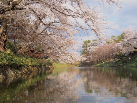 中濠観光舟:弘前公園*弘前さくらまつり_b0147224_223133100.jpg