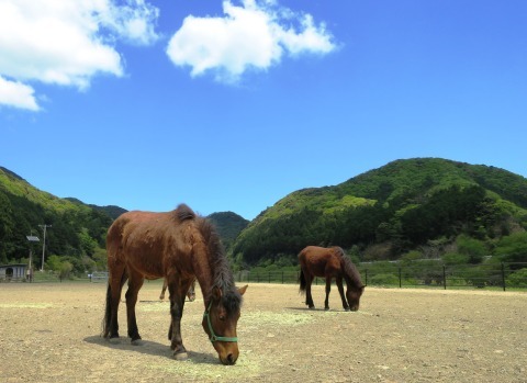 対州馬、41頭に！！子馬産まれました！！_b0202125_23225660.jpg