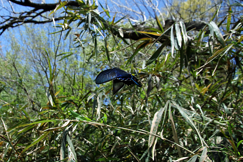 d0054625_20465756.jpg