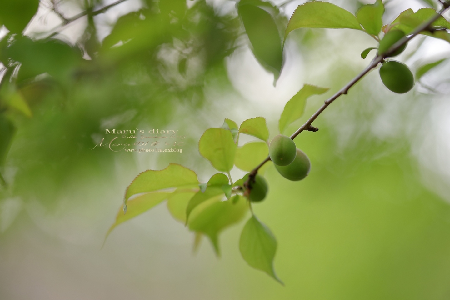 まゝに/散歩スナップ/智光山公園＆里山_d0342426_23295820.jpg