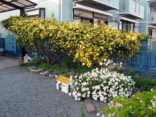クレマチス モッコウバラ_f0129726_21210726.jpg