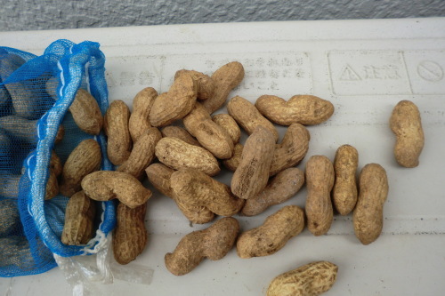 落花生の植え付け 種の方向 家庭菜園日記 すろーらいふ 茅ケ崎のはまちゃん 野菜つくり