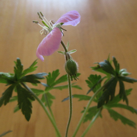 a0329935_08011330.jpeg