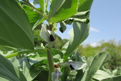 夏野菜を植えました_a0123836_15195747.jpg