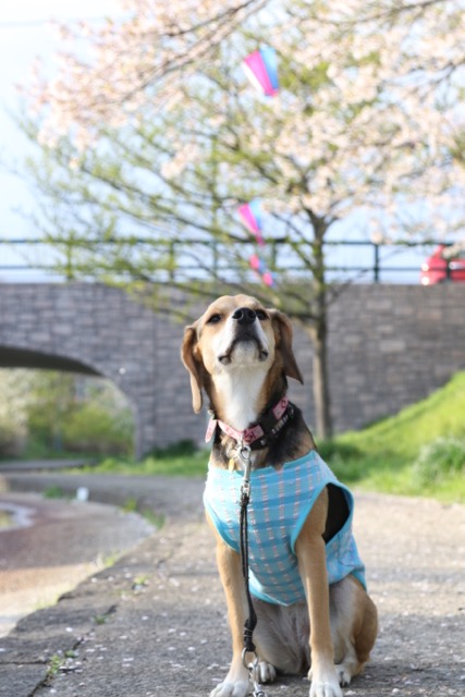 新屋の桜　続_b0031538_2241148.jpg