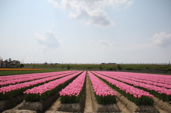 倶利伽羅峠の八重桜_b0132338_14575812.jpg