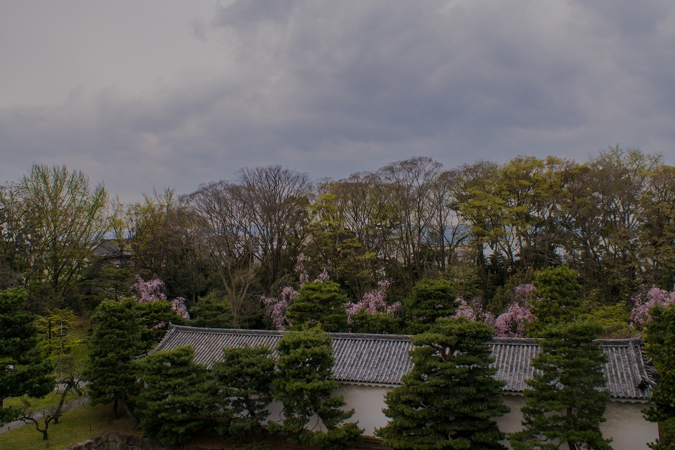 二条城の桜_e0363038_938846.jpg