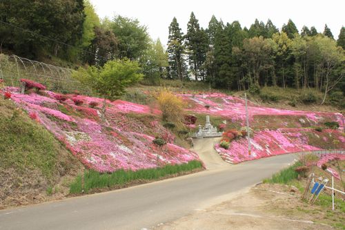 足立さんちの芝桜_b0044440_1761952.jpg