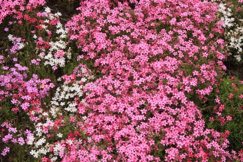 足立さんちの芝桜_b0044440_1763799.jpg