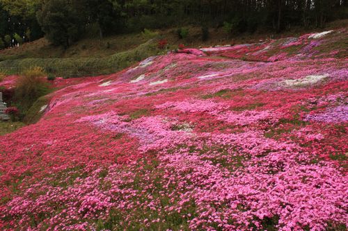 足立さんちの芝桜_b0044440_1765949.jpg